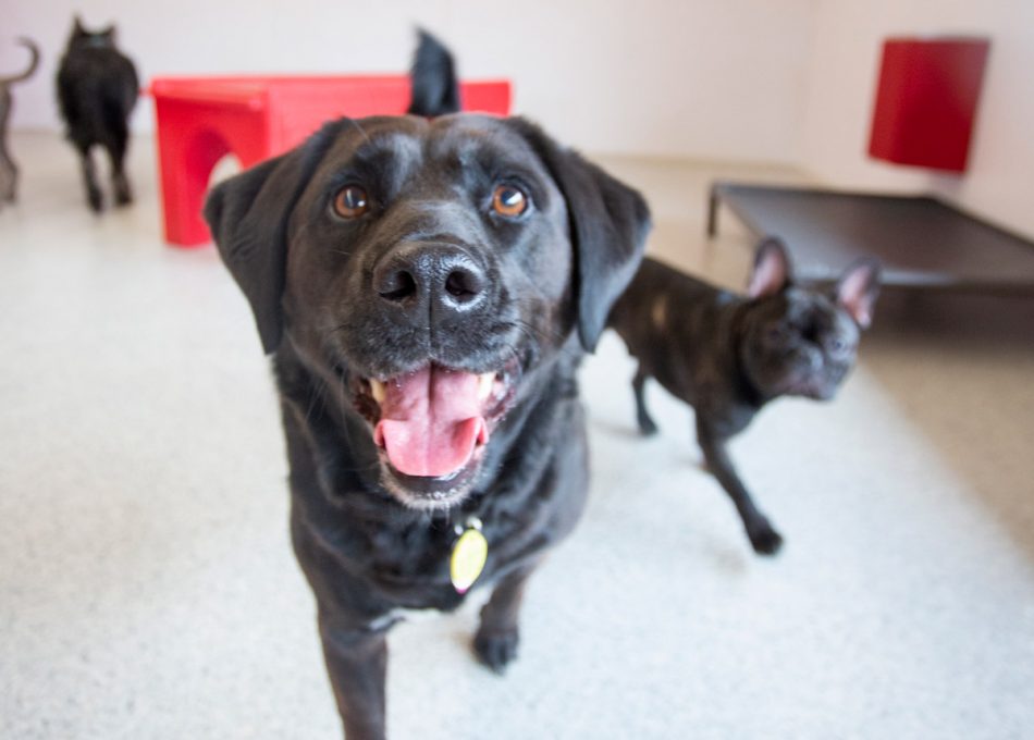 Dog Daycare South Jersey Different Kinds Of Dog Treats Blog